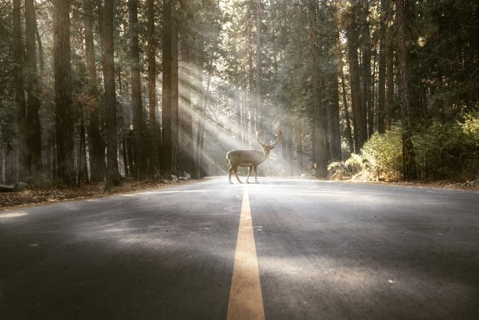 Picture of Hirsch steht auf Waldstrae