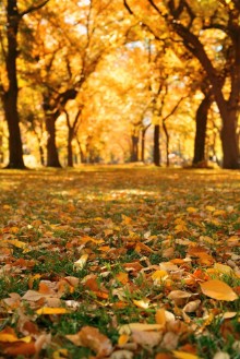 Bild vun Central Park Autumn