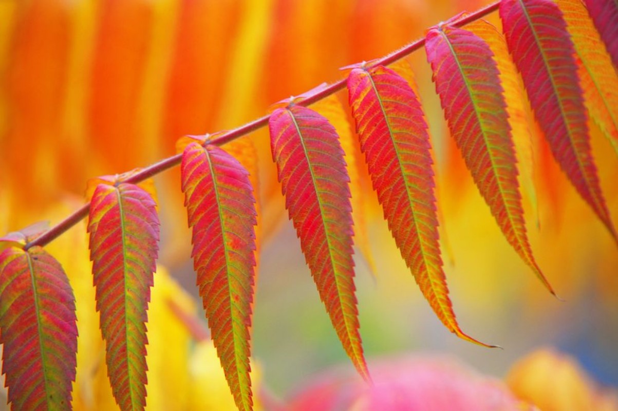 Image de Red Heaven Tree