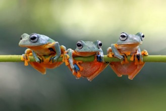 Slika Javan tree frog