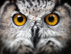 Slika Owl Portrait owl eyes