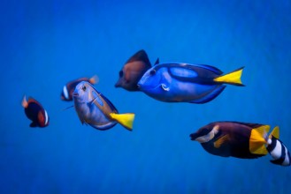 Image de Tropical sea underwater with coral reefs and fish beautiful vie