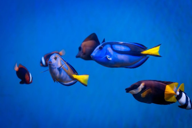 Image de Tropical sea underwater with coral reefs and fish beautiful vie