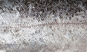 Bild von Trout fish scale