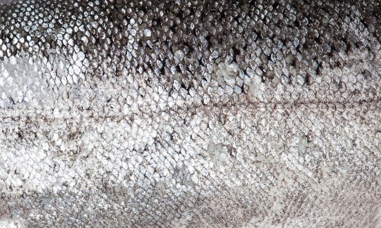 Image de Trout fish scale