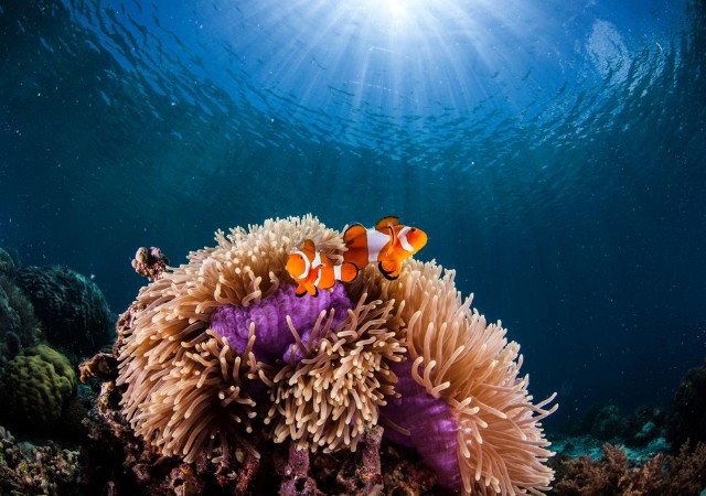 Image de Anemone and clown-fish