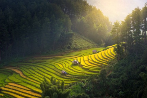 Picture of Sunrise and Beautiful nature  rice fields on terraced of Vietnam Rice fields prepare the harvest at Northwest VietnamVietnam landscapes