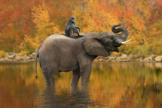 Picture of Wild Images of of African Elephants in Africa