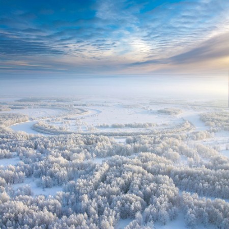 Picture of Winter forest top view