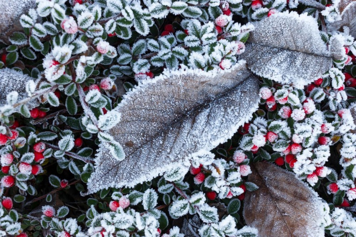 Image de Frosty Lingonberry