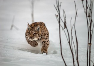 Imagen de Lynx