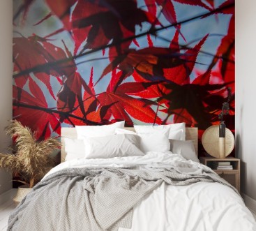 Picture of Red Mapel leaf