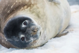 Imagen de Antarctic Seal