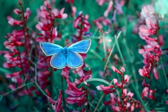 Bild von Butterfly