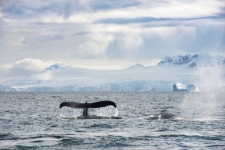 Obrázok z Whale on Ice