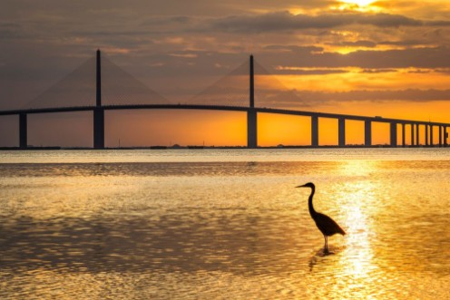 Afbeeldingen van Great Blue Heron silhouetted at sunrise - St Petersburg Florid