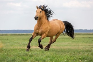 Pilt Bay horse running on a meadow