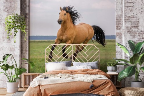 Bild på Bay horse running on a meadow