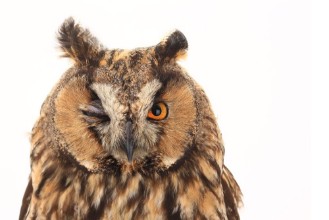 Bild von Portrait owl