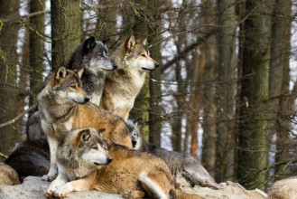 Poza cu Wolf pack
