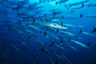 Ritratt ta’ Large school of Barracuda fish