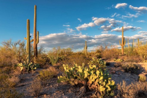 Picture of Saguaro Sunset