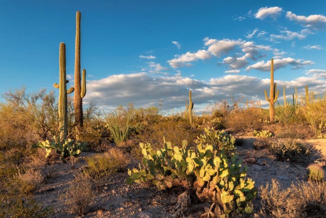 Bild på Saguaro Sunset