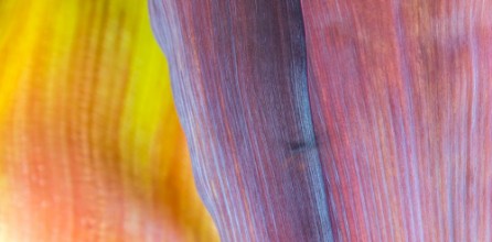 Εικόνα της Textura de planta