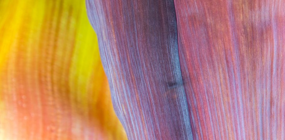 Picture of Textura de planta