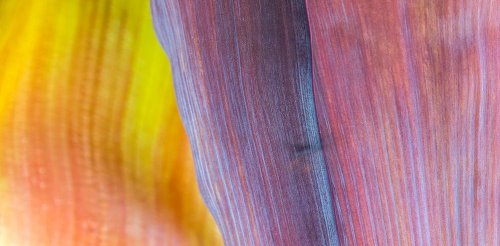 Picture of Textura de planta