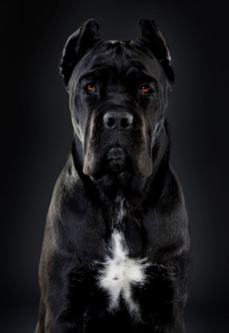 Image de Cane corso cecilux