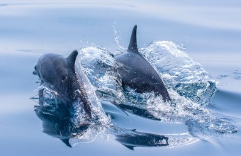 Obrázek Whale watching