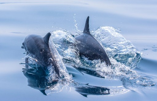 Picture of Whale watching