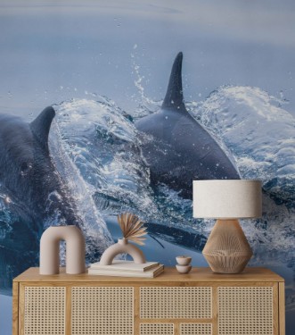 Picture of Whale watching