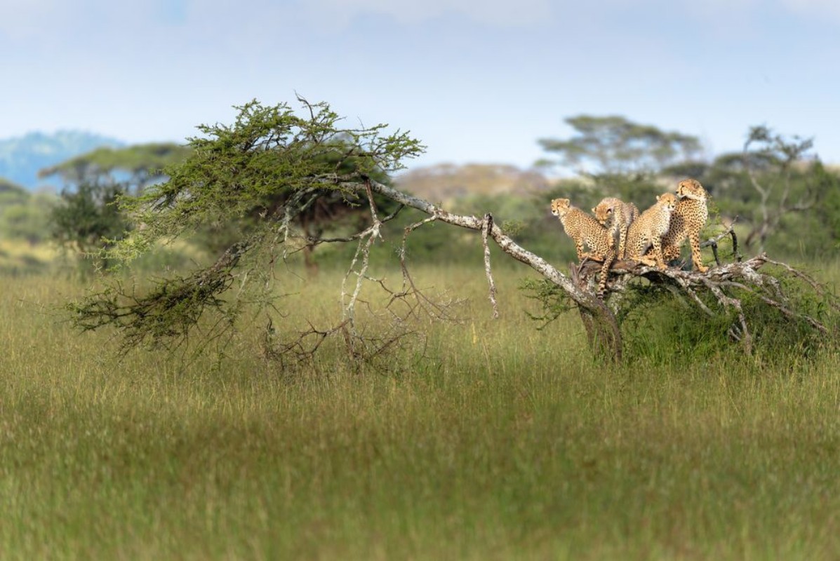Picture of Mother Cheetah and her cubs resting on a felled tree whilst onlooking for prey Serengeti Tanzania Africa