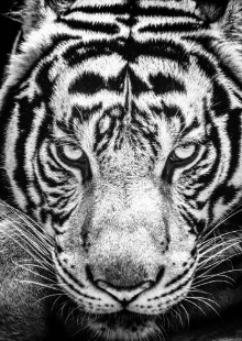 Image de Tiger Stare