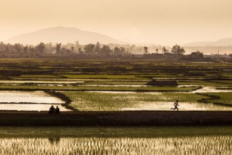 Obrázok z Rice fields of Madagascar