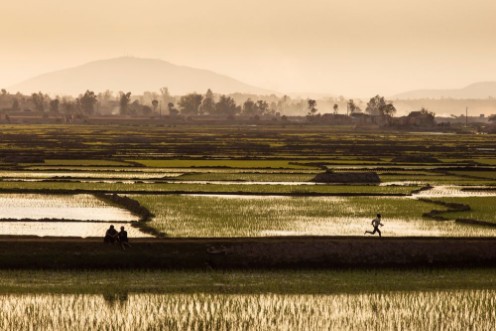 Picture of Rice fields of Madagascar