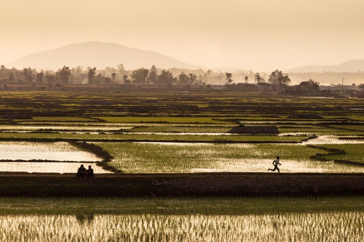Image de Rice fields of Madagascar