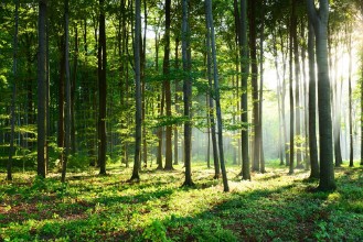 Attēls Morning in the forest