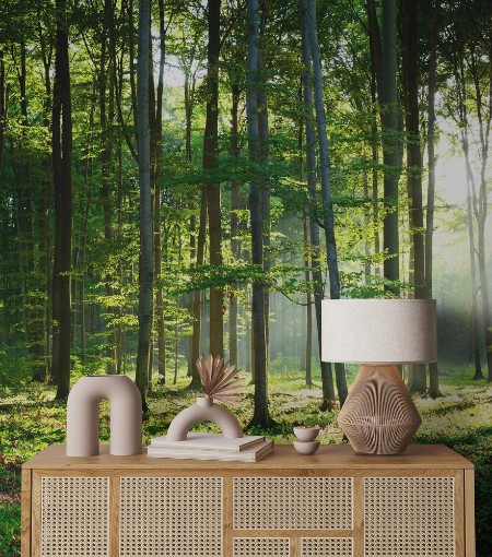 Image de Morning in the forest