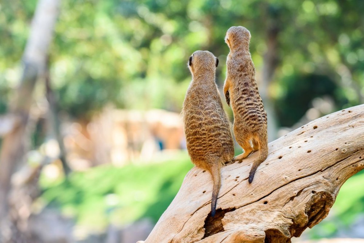 Afbeeldingen van Suricate survey