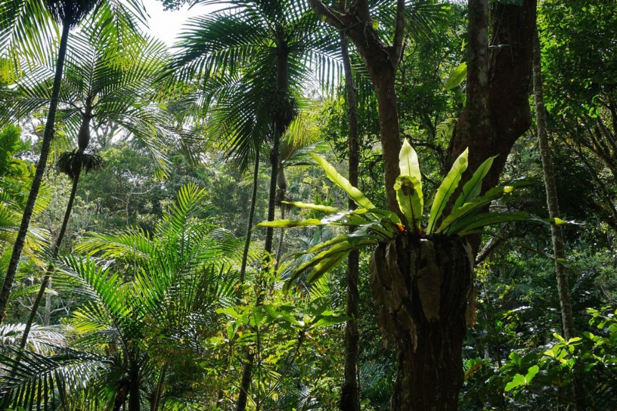 Image de Subtropical Vegetation