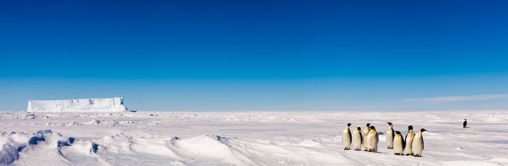 Picture of Group of cute Emperor penguins on ice