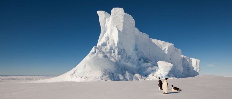 Image de Emperor penguins in front of massive iceberg