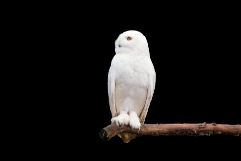 Afbeeldingen van Schneeeule auf dem Ast Bubo scandiacus