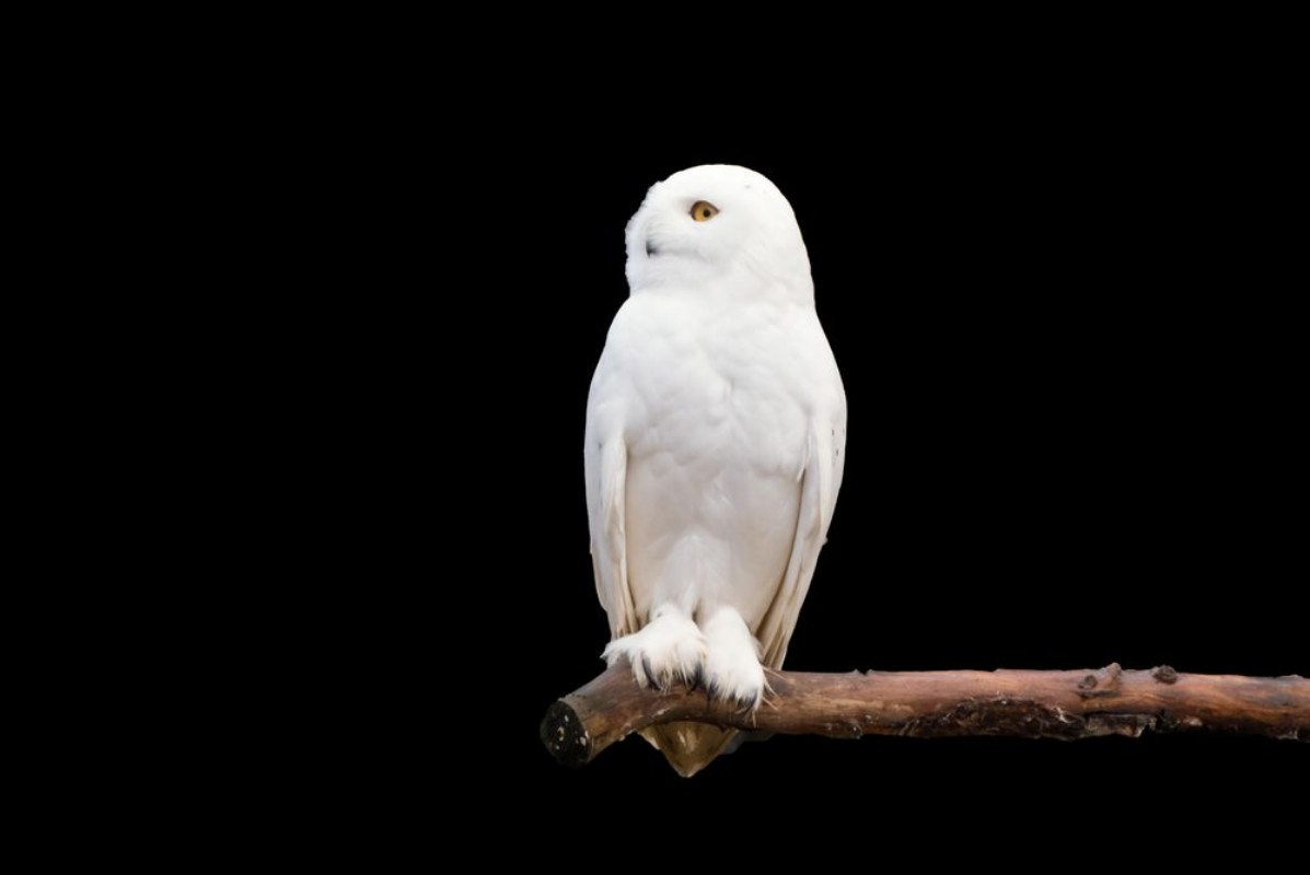 Image de Schneeeule auf dem Ast Bubo scandiacus