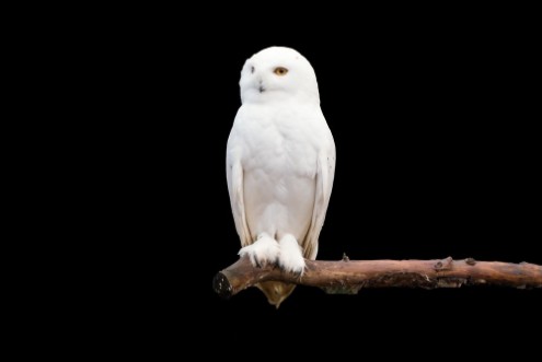 Bild på Schneeeule auf dem Ast Bubo scandiacus