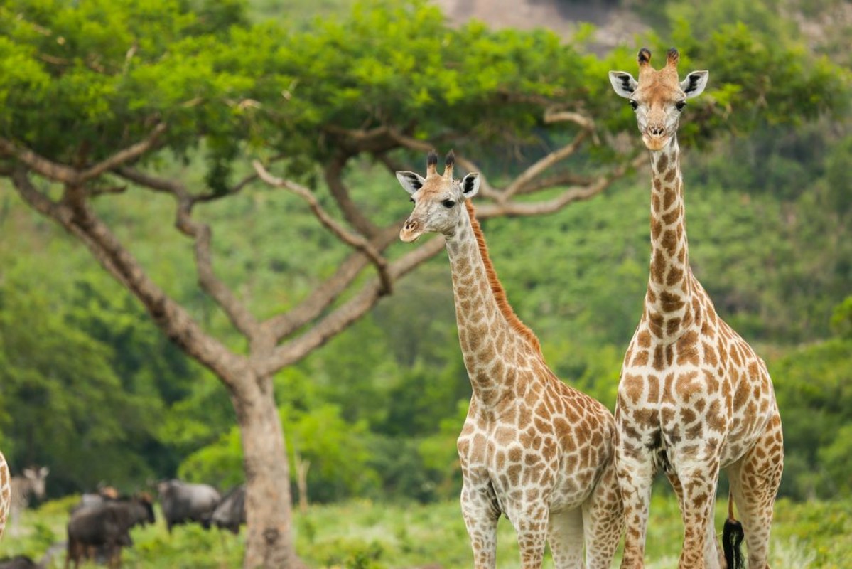Afbeeldingen van Two Giraffes and an Acacia Tree