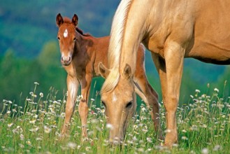 Bild vun Fine Foal